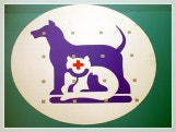 하반신마비 전문 한방동물병원 . 모라동물병원