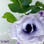 NaverBlog profile picture for @seany