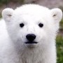 하얀북극곰