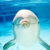 Swim like a dolphin :)