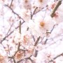 봄벚꽃