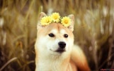 꽃보다 아름다운 개.