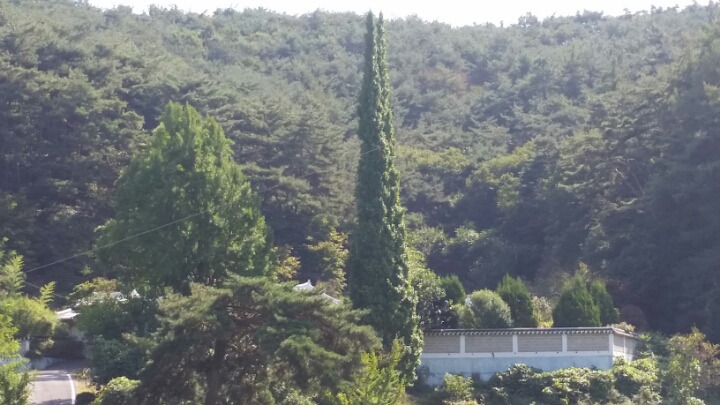 친환경체리 이미지