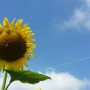 sunflowerbaby_