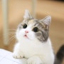 남성 키린셋,역전왕 키린셋,하위 키린셋,키린셋 넨도로이드,키린셋 감마,키린셋 월드,키린셋 남캐,키린셋 효과,