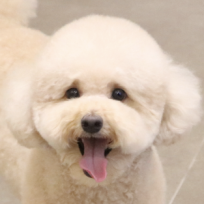 푸들푸들한 하루