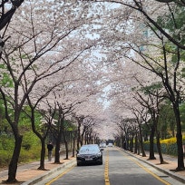 몰캉스칼렛의 일상 블로그