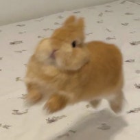 ᡣ(ᵔ ⩊ ᵔ)