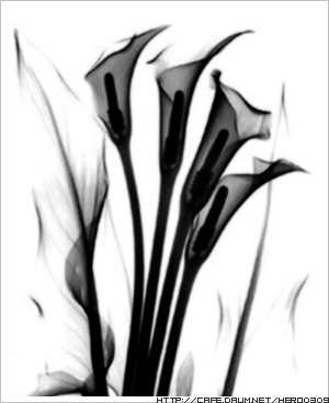 NaverBlog profile picture for @diaries
